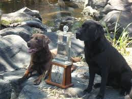 They are bred by an experienced. Beereegan Labradors Labradors Smythesdale Vic