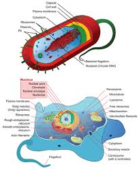 Maybe you would like to learn more about one of these? Overview Of Animals Ck 12 Foundation