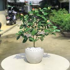 Hoa trà mi song hỷ