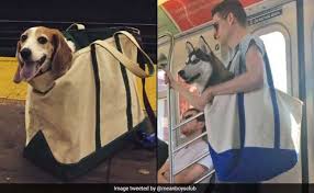 Image result for dog in bag in subway