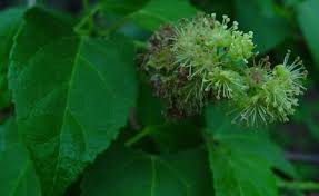 Image result for Croton leuconeurus