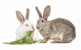 Can rabbits eat carrot tops? 17 763 Carrot Leaves Photos Free Royalty Free Stock Photos From Dreamstime