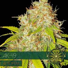 Lowryder #2 auto is an improved autoflowering cross between the brazilian santa maria genetics and the original lowryder. Ak 49 Autofem Vision Seeds