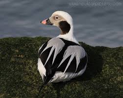Black And White Goose With Red Beak Longtailed Duck Bird Photography Black And White By Newleafpics 25 00 Bird Photography Beautiful Birds Love Birds Drawing