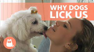 My Dog Keeps Licking Her Private Area All Possible Reasons