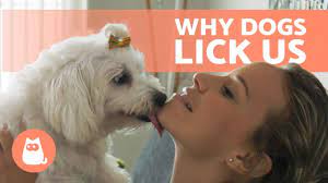 Dog licking human vagina