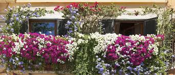 Petit arbuste, nain et dense, au port buissonnant. Quelles Plantes Choisir Pour Cacher Son Balcon De La Vue Des Voisins Plantes Qui Cachent Le Balcon 18h39 Fr
