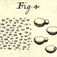 Image result for Wolffiella repanda