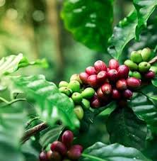 Image result for Coffea sp. A