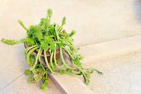 Image result for Monadenium lugardiae