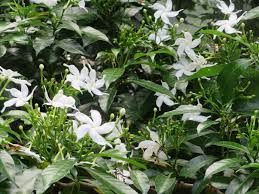 Image result for Tabernaemontana odoratissima