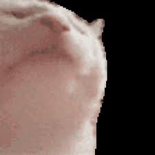 The graphics interchange format (gif; Catjam Gifs Get The Best Gif On Giphy