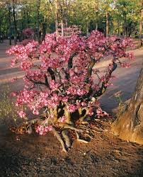 Image result for Adenium multiflorum