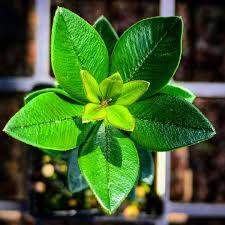 Image result for Alyxia