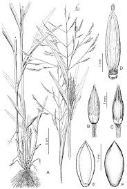 Image result for Panicum madipirense