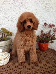 Mario At 10 Weeks Not Red Yet Therapy Animals Food Animals Miniature Poodle