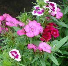 Check spelling or type a new query. Jump Start Spring With Early Annuals Triangle Gardener Magazine