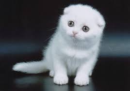 Such A Sweet Scottish Fold Kitten Scottish Fold Kittens Cat Scottish Fold Cats