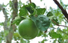 Image result for Strychnos innocua