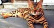 Bengal Kittens & Cats for Sale Near Me | Wild & Sweet Bengals