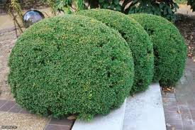 This boxwood is covered with lush, light green foliage that darkens as it the leaves of this boxwood are petite and smooth. Tips On Growing Boxwood Hgtv