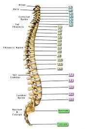 Vertebrae Chart Thoracic Vertebrae Human Spine Cervical