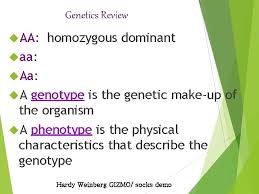 You have sampled a population in which you know that the percentage of the homozygous recessive genotype (aa) is 36%. What Are The Possible Genotypes Of The Gametes Gizmo