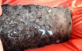 Ternak belut dalam ember merupakan alternatif bagi kawan yang ingin budidaya belut dalam lahan yang. 12 Cara Budidaya Belut Dalam Drum Dan Kolam Terpal Menurut Para Ahli Hobinatang