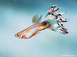 Friday Photospread Guppy On Fire Fresh Water Fish Tank Guppy Fish Guppy