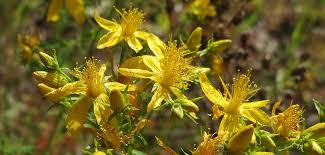 L'iperico, nome botanico hypericum perforatum , anche noto con il nome di pianta di san giovanni, è una le proprietà dell'iperico. Hypericum Perforatum L Iperico Nellevalli Magazine