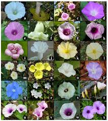 Image result for Convolvulaceae