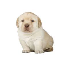 Jan 25, 2008 · we are a strictly moderated sub and do not give out warnings. Perro Dogelore Wiki Fandom