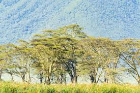 Image result for Acacia xanthophloea