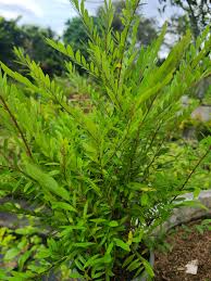 Image result for Phyllanthus