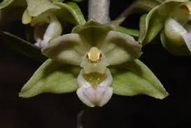Image result for Epipactis africana