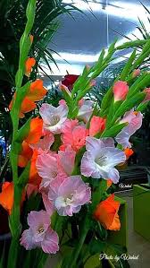 Pin By Dorothy Thurow Konle Haskell On Flowers Beautiful Flowers Gladiolus Flower Flower Painting
