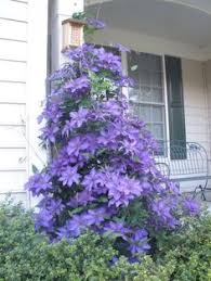 Maybe you would like to learn more about one of these? 14 Clematis Ideas Clematis Plants Clematis Vine
