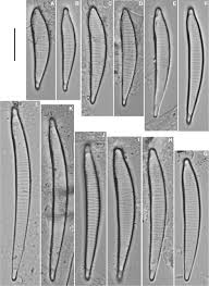 Image result for Entada bacillaris