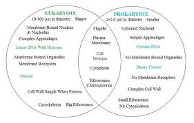 Fission Vs Fusion Venn Diagram Prokaryotes Prokaryotes Vs Eukaryotes Eukaryotic Cell