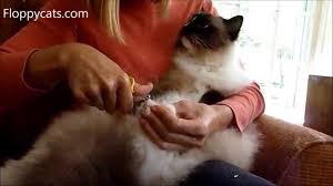 cat nails how to trim your cats claws
