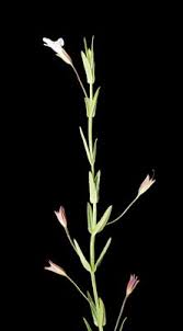 Image result for Mimulus gracilis