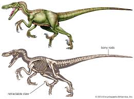 Image result for Dinophora