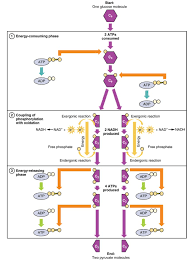 If the glucose is not immediately needed for energy, the body can store up to 2,000 calories of it in the liver and skeletal muscles in the form of glycogen. Carbohydrate Metabolism Anatomy And Physiology Ii