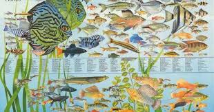 Freshwater Tropical Fish Education Poster 27x39 Tropical Fish Tropical Freshwater Fish Tropical Fish Aquarium