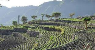 This Is A Yemen Rice Field Beautiful Places In The World Yemen Beautiful Places