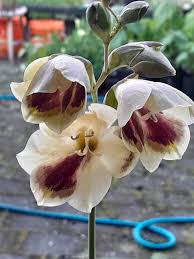 Image result for Gladiolus bellus