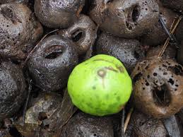 Image result for Antrocaryon