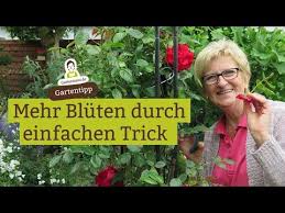 Mehr Bluten Durch Einfachen Trick Verbluhtes Rechtzeitig Abschneiden Blumen Zum Bluhen Anregen Youtube In 2020 Gartentipps Sternrusstau Hausmittel