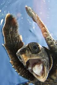 Oct 28, 2015 · sea turtle coloring page from turtles category. Pin On Too Cute