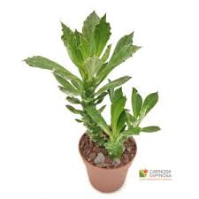 Image result for Monadenium torrei